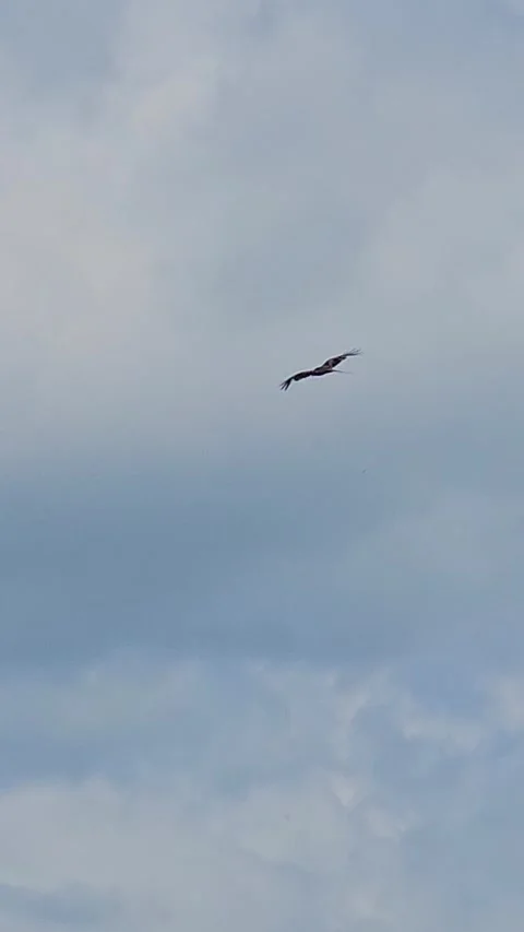 Bird on an attack Stockbeeldmateriaal 319438743