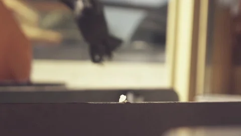 Bird attacking bread in slow motion Stock Footage 79625313