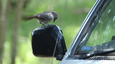 Bird attacks it's own mirror image Stock Footage 43288272