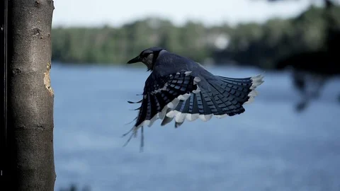 Bird attempts to grab a nut from a hole in a tree in slow motion. Video stock 94154954