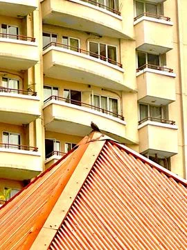 Bird on an attic between buildings Stock Photos