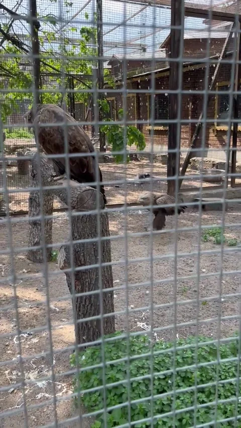 A bird in an aviary, vertical video at the zoo Stock Footage 273848544