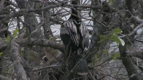 Bird with Babies Stock Footage 10723202