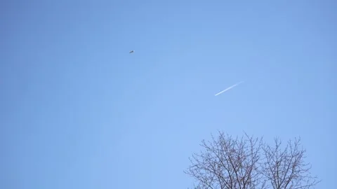 Bird on the background of an airplane Stock Footage 242955318