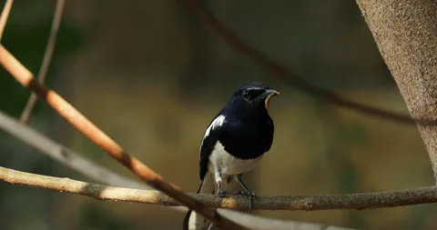 Bird background. Stock Footage 242673812