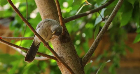 Bird background. Stock Footage 242675784