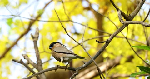 Bird background. Video stock 242755227