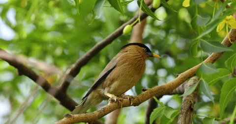 Bird background. Video stock 242756787