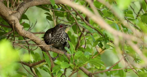 Bird background. Stock Footage 243257187