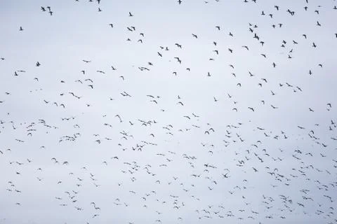 Bird background 스톡 사진