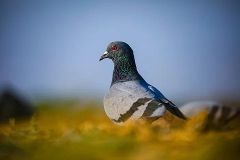 Bird background. Stock Photos