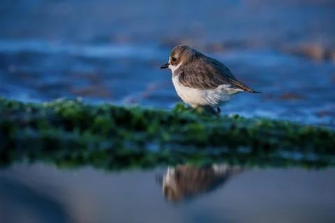 Bird background. Stock Photos