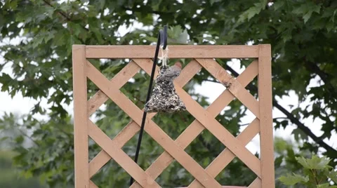 Bird on a backyard feeder Stock Footage 40751805