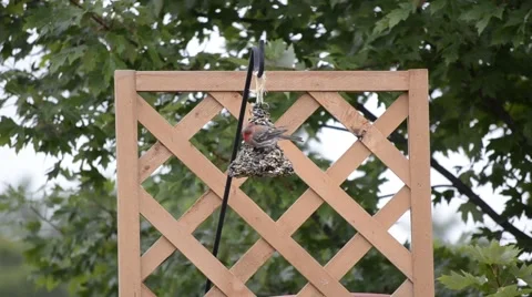 Bird on a backyard feeder Stock Footage 40751809
