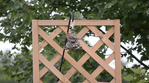 Bird on a backyard feeder Stock Footage 40854771