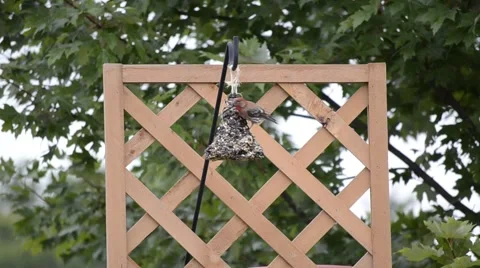 Bird on a backyard feeder Stock Footage 40854876