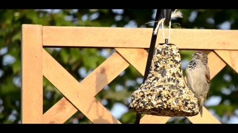 Bird on a backyard feeder Stock Footage 41152201
