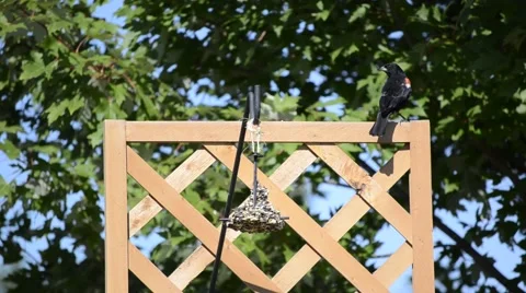 Bird on a backyard trellis and feeder Stock Footage 40854758