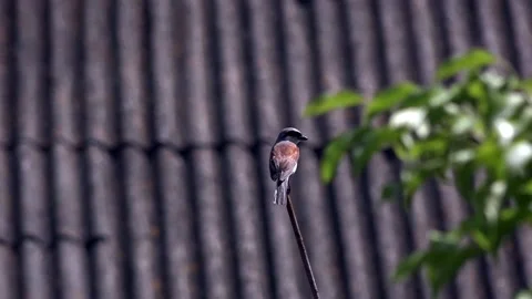 The bird balances sitting on the top of the branch. Stock Footage 89937488