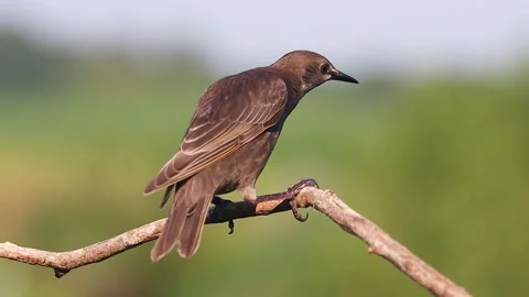 Bird balances on a thin branch, a young starling Stock Footage 306299091