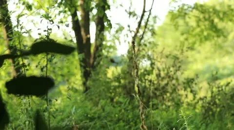 Bird balancing for a meal Stock Footage 12345299