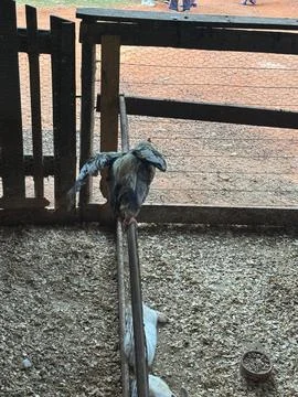 Bird Balancing on a Stirrup Stock Photos