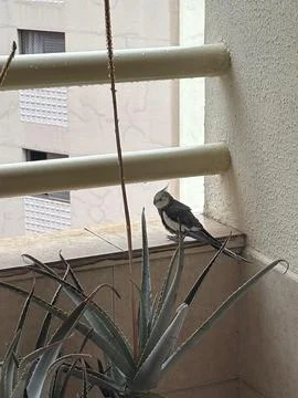 Bird on Balcony with Cacti Stock Photos
