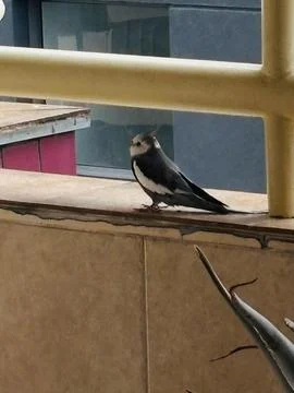 Bird on the Balcony Stock Photos