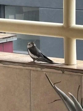 Bird on a Balcony Stock Photos