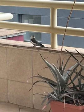 Bird on the balcony Stock Photos