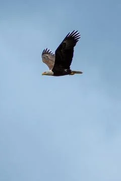 Bird - Bald Eagle flying Stock Photos