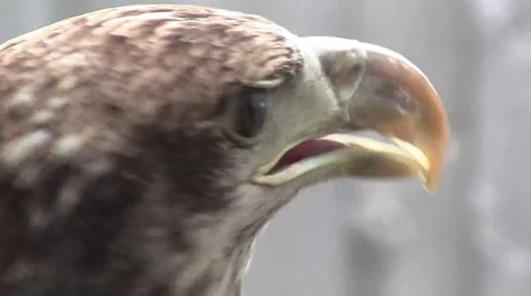 Bird Bald Eagle Young 動画素材 29719309