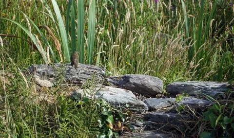 Bird at the ballycarbery castle Stock Photos