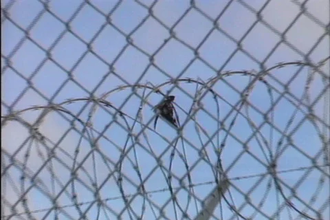 Bird in barbwire Stock Footage 645561