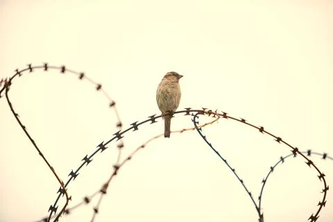 Bird On Barbwire Stock Photos