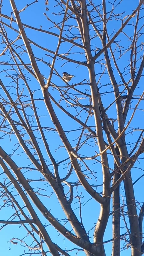 Bird on the bare tree in winter Stock Footage 301527200