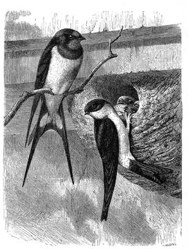 Bird barn swallow Hirundo rustica and house martin Delichon urbica Syn also Stock Illustration