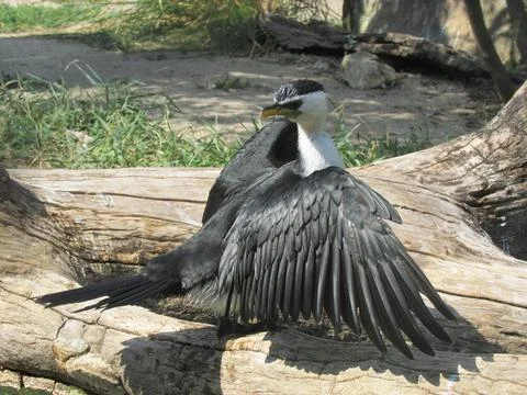 Bird basking in the sun Stock Photos