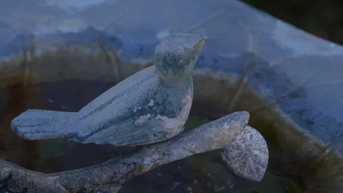 Bird Bath - CU Stock Footage 103240376