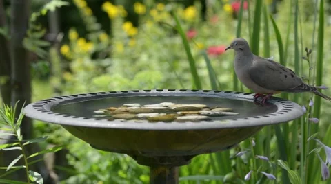 Bird bath dove drinking Stock Footage 52910543