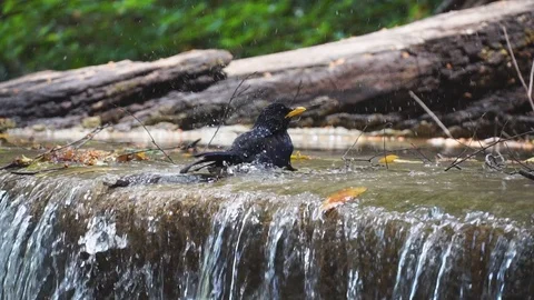 Bird bath drinking with water splashing from waterfall slow motion. 库存影片 105704327