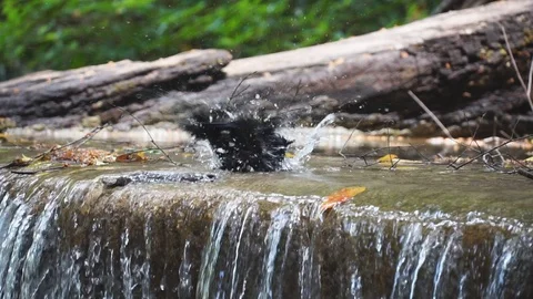Bird bath drinking with water splashing from waterfall slow motion. 库存影片 106429103