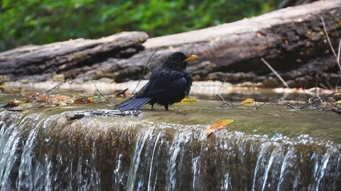 Bird bath drinking with water splashing from waterfall slow motion. 库存影片 106429126