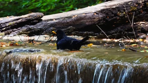 Bird bath drinking with water splashing from waterfall. 库存影片 106798132