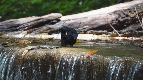 Bird bath drinking with water splashing from waterfall slow motion. 库存影片 106798160