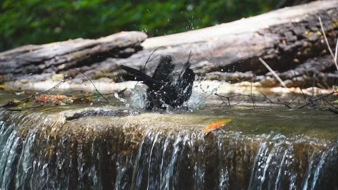 Bird bath drinking with water splashing from waterfall slow motion. 库存影片 106798210