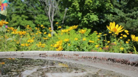 Bird bath in flower garden Stock Footage 28895794