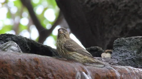 Bird Bath Video stock 4614696