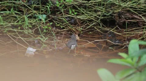 Bird bath Stock Footage 22329941