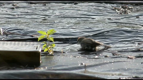 Bird Bath 動画素材 35484764